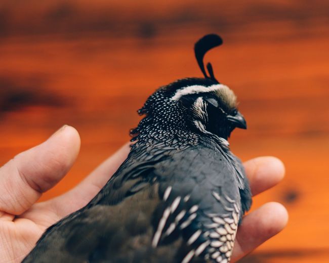 Close-up of hand holding bird quail 
