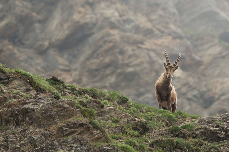 Ibex in mountain 