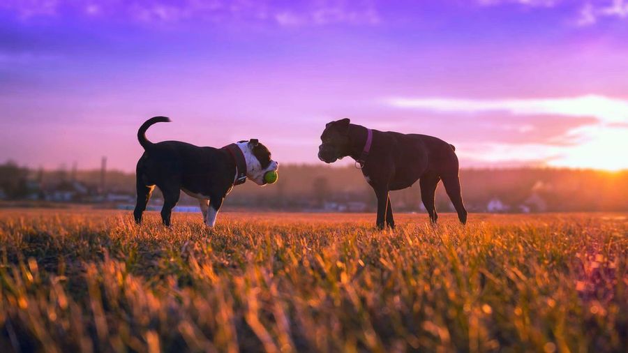 Dogs in a field at sunset
