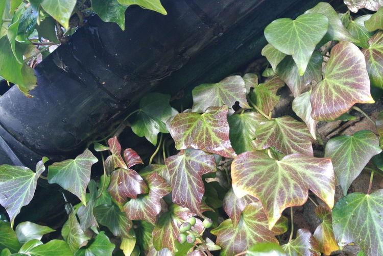 Close-up of plants