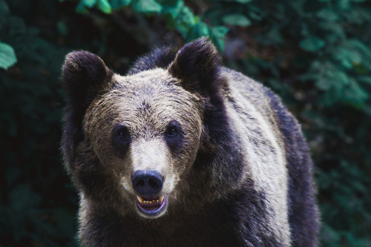 Close up portrait of a bear