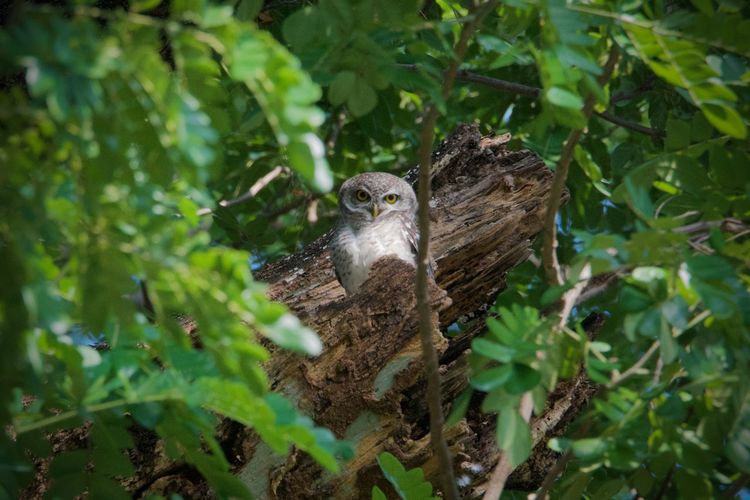 View of bird in nest