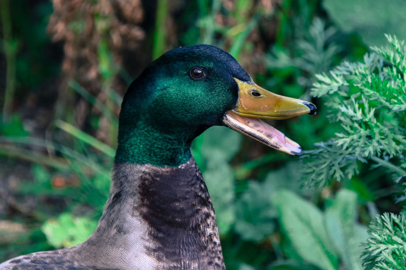Close-up of mallard duck quacking outdoors