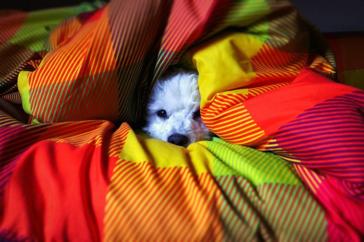 Portrait of bichon frise hiding under colorful duvet