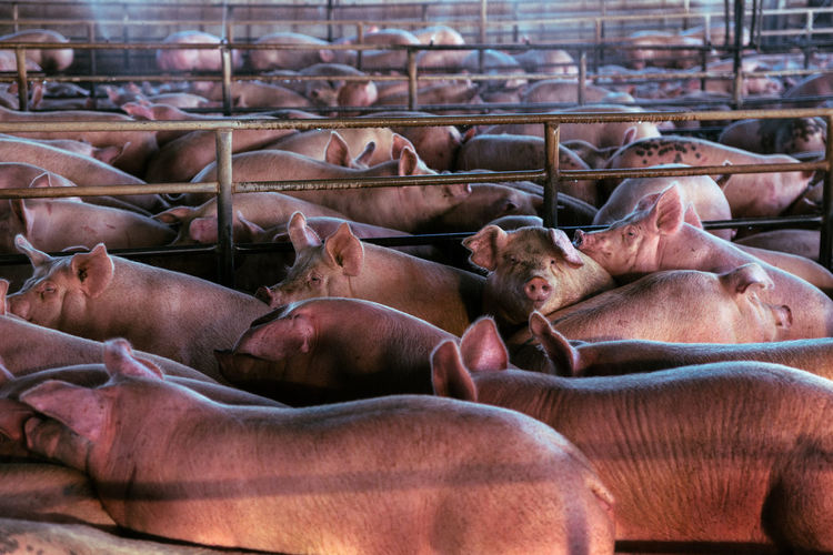 Close-up of pig