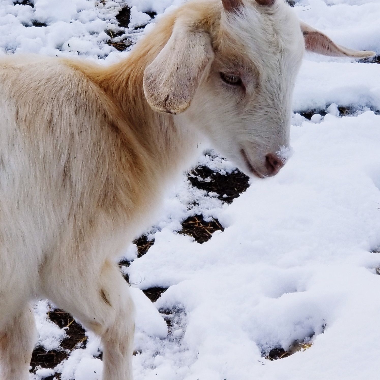 snow, winter, mammal, cold temperature, animal, animal themes, white color, pets, domestic, domestic animals, vertebrate, livestock, field, no people, land, one animal, day, nature, standing, herbivorous