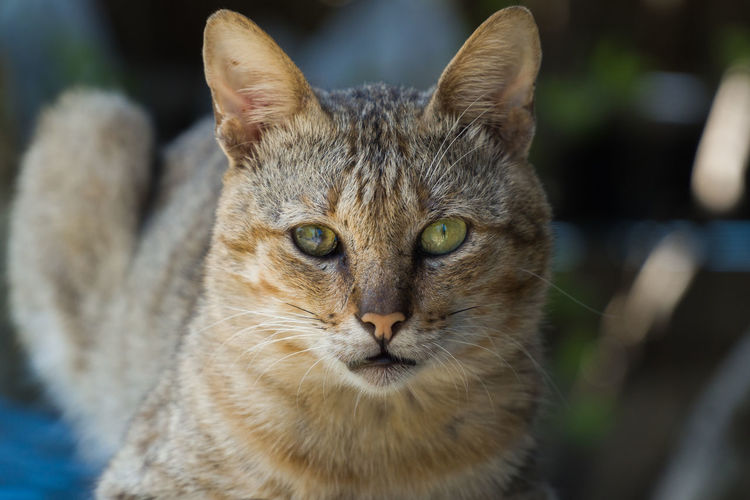 Close-up portrait of tabby cat