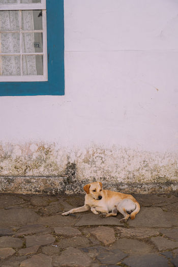 Close-up of dog sitting against wall