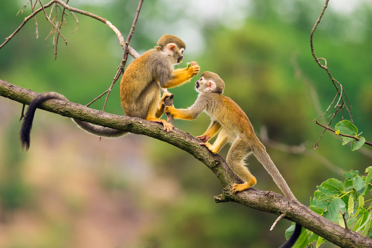 Monkey on tree branch
