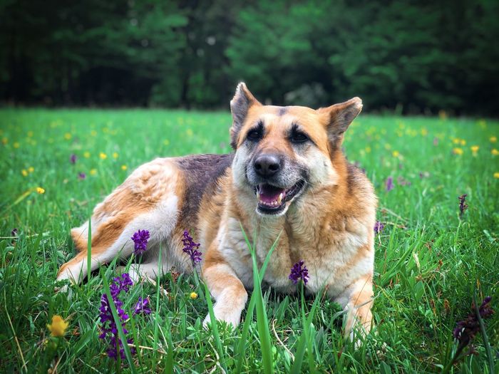 Happy german shepherd in green grass and colorful flowers
