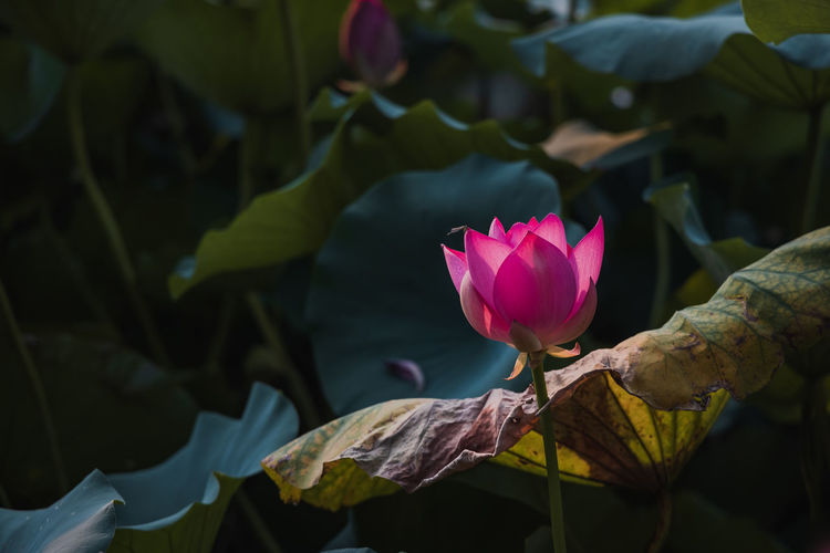 Close-up of pink water lily in pond