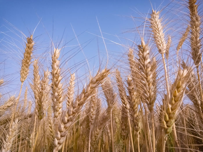 Close-up of wheat growing on field against sky