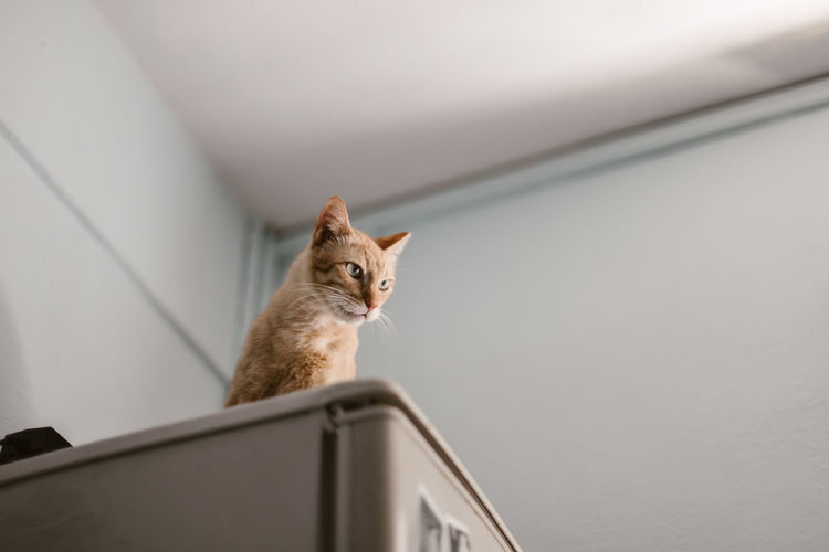 Low angle view of cat sitting on refrigerator