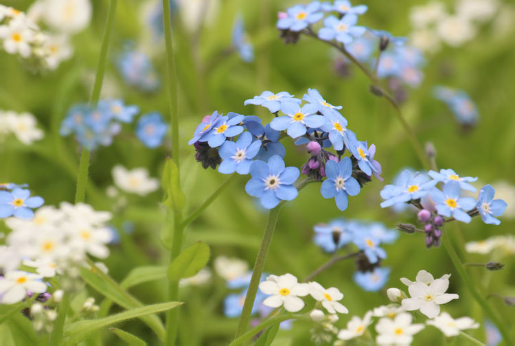 Close-up of white flowering plant on field