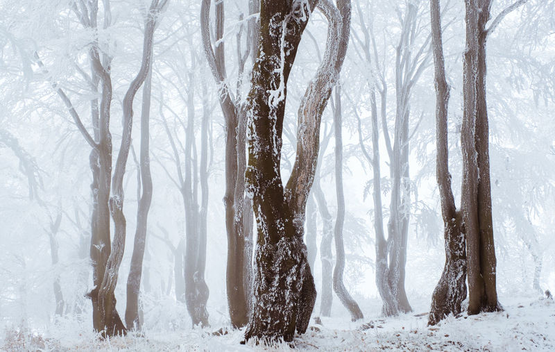 Bare trees in snow covered forest