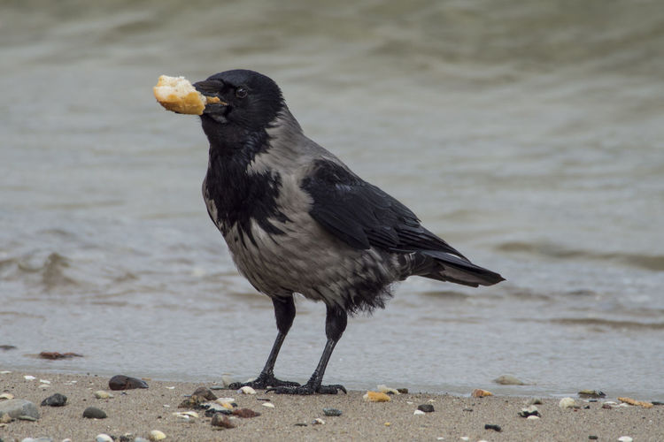 Close-up of bird perching on the beach