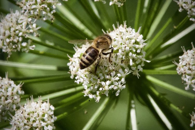 Close-up of bee pollinating on flower