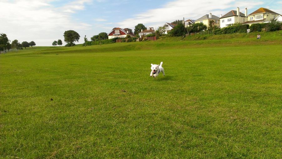 West highland white terrier running on green field