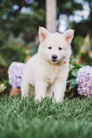 Portrait of a baby dog - berger blanc suisse