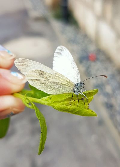 Close-up of butterfly on hand holding leaf