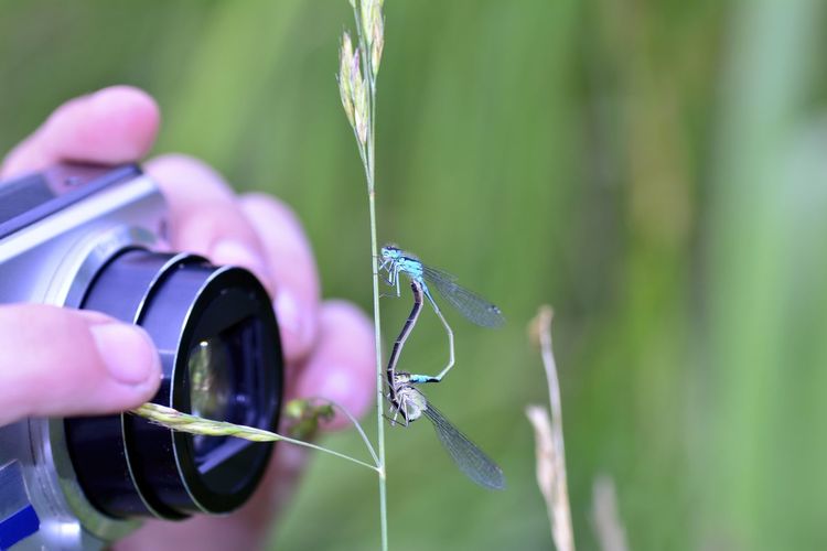 Close-up of hand holding a camera and make a photo from a dragonfly 