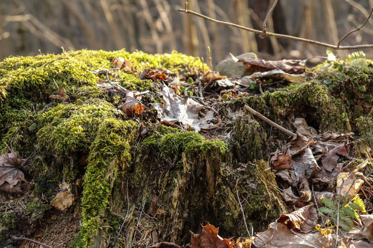 Close-up of moss growing on rock