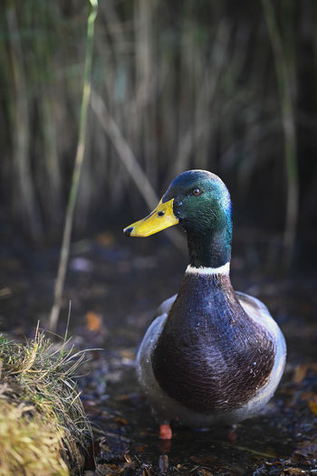 Close-up of mallard duck