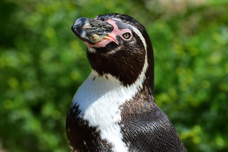 Close-up of a humboldt penguin 