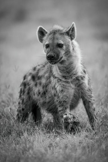 Mono spotted hyena in grass with bone