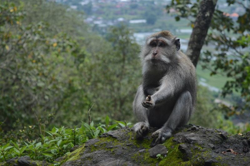 Monkey sitting in forest