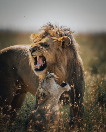 Close-up of lioness and lion mating 
