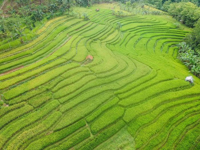 Terraces or swales planted with rice.