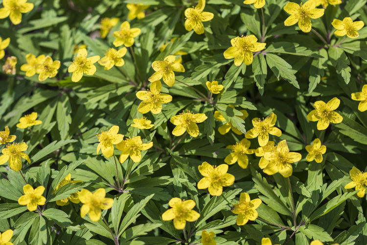 Photo of a group of small yellow flowers growing in a forest clearing.