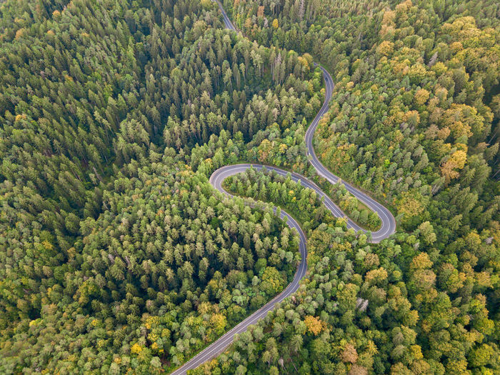 High angle view of plants by road in forest