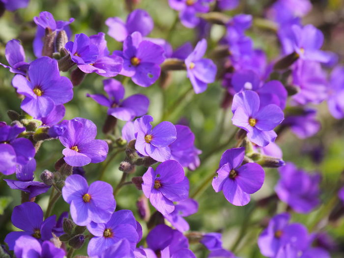 Close-up of purple flowering plants