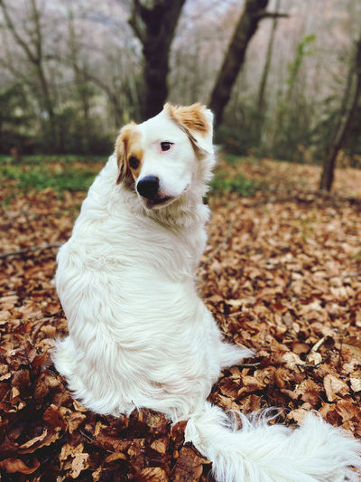 White dog on field during autumn
