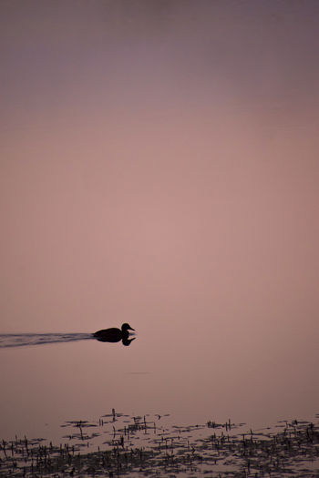 Duck silhouette swimming in the prokosko lake, bih