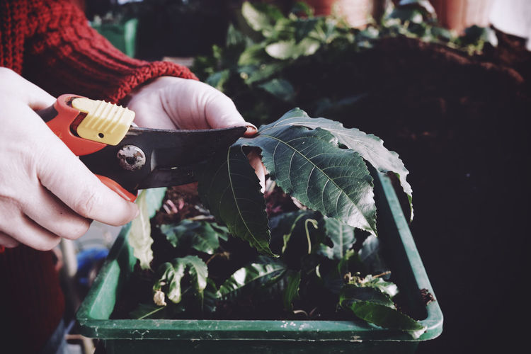 Cropped image of woman using pruning shears on leaf in greenhouse