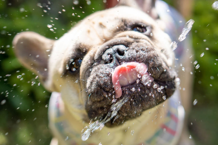 Close-up of wet dog in water