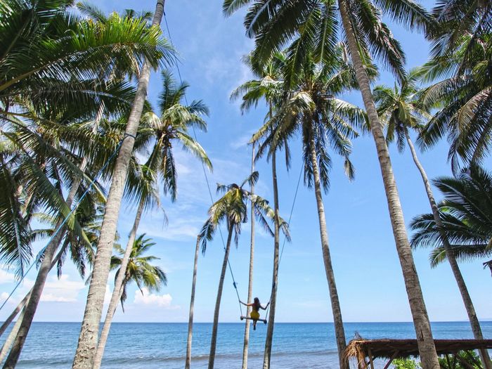 Palm trees against calm blue sea