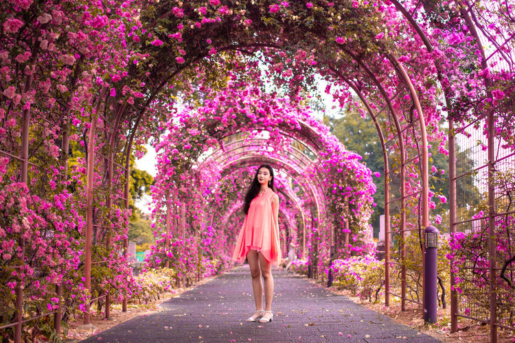 Full length of woman amidst pink flowering trees