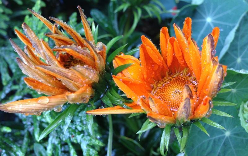 Close-up of orange flowers blooming outdoors