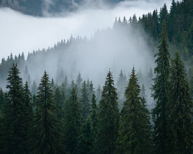 Panoramic view of pine trees in forest during foggy weather