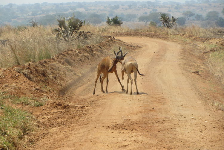 View of horse on dirt road