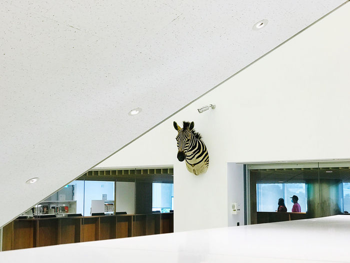Low angle view of cat on ceiling of museum