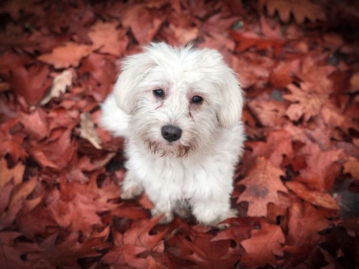 Portrait of white bichon sitting in brown autumn leaves