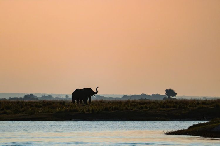 Silhouette elephants standing at lakeshore against clear orange sky