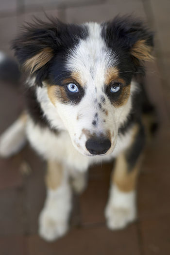 Close-up portrait of a tri-color border collie puppy dog, looking up at the camera with blue eyes.