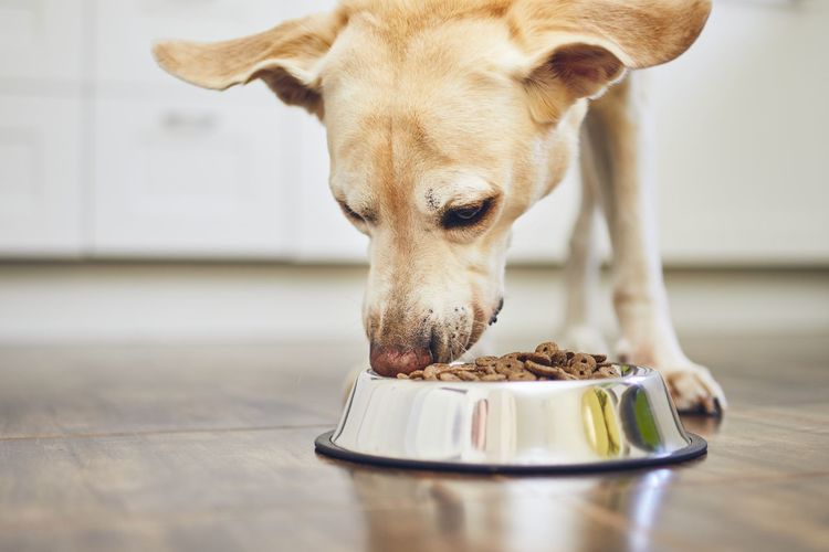 Dog feeding. labrador retriever eating dry food from bowl.