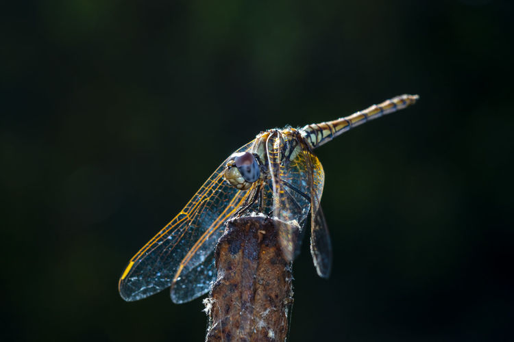 Close-up photo of a dragonfly resting in the shade
